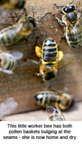 Bee Sack Pollen Capsules