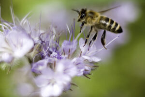 Honey Bee on Phacelia (Eco Crop)