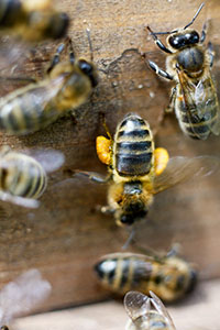 Pollen Bee